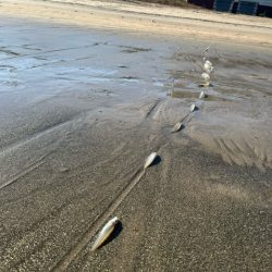 だいぶ冷え込んできましたがキスは元気でした