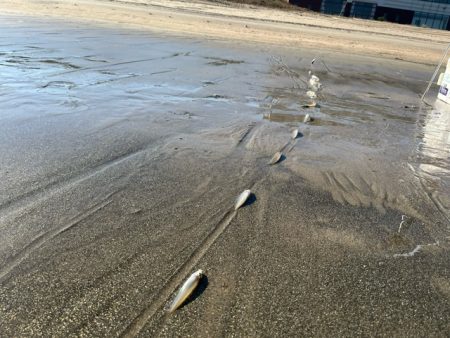 だいぶ冷え込んできましたがキスは元気でした