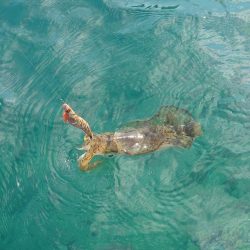 デイ＆ナイトエギングIN対馬