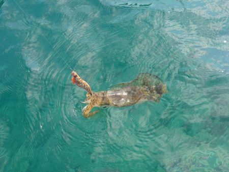 デイ＆ナイトエギングIN対馬