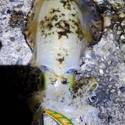 朝マズメのエギング