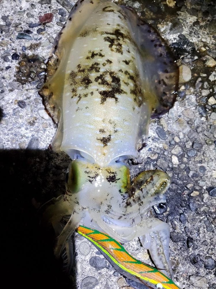 朝マズメのエギング