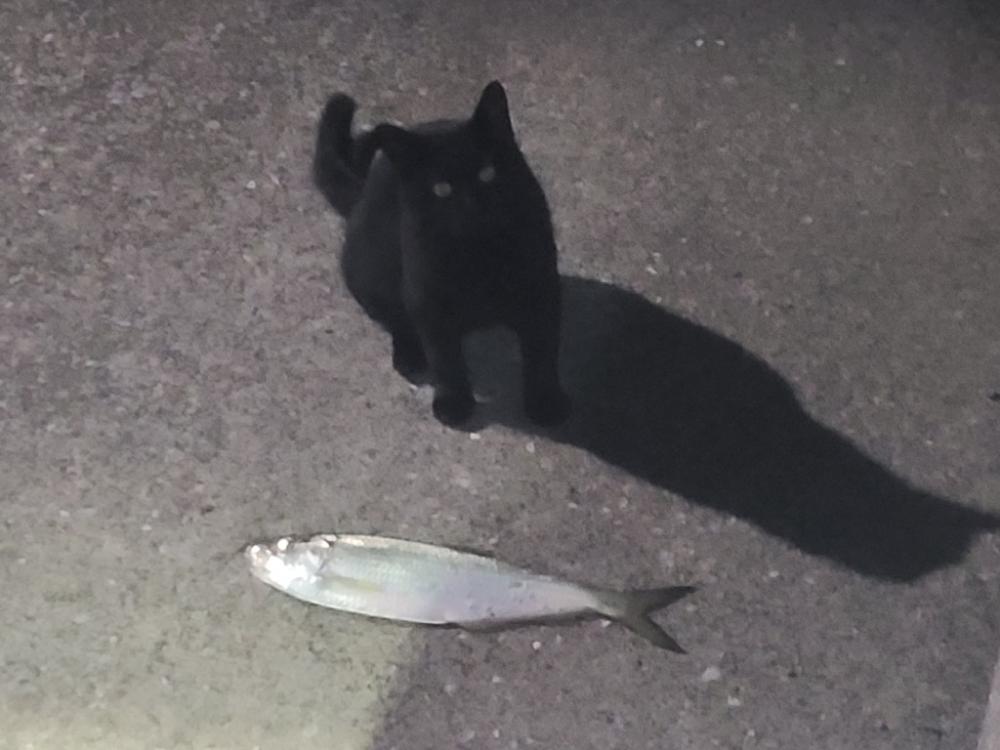 鯵探すの大変😖💦居る❓️居ない❓️