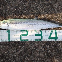 アオリイカとサゴシ