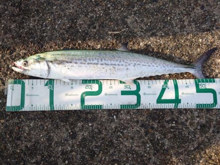 アオリイカとサゴシ