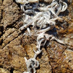 久しぶりの鰤属でした