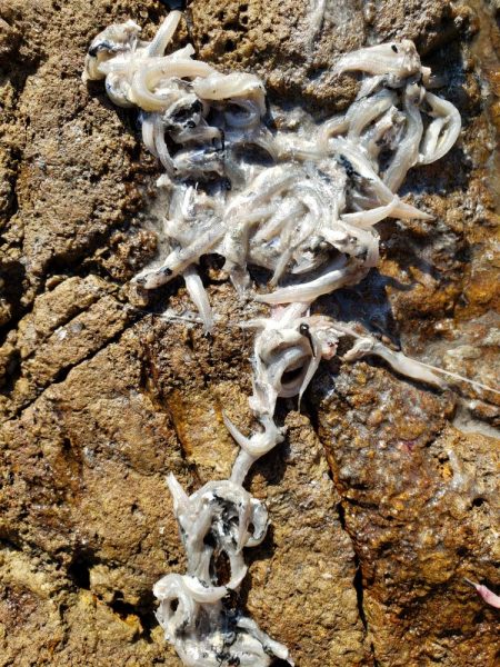 久しぶりの鰤属でした