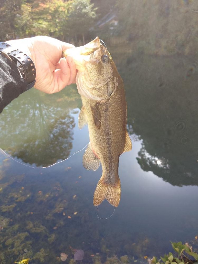 ピーカン昼間はパンチング