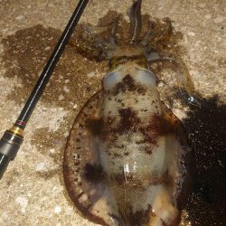 デイ＆ナイトエギングIN対馬