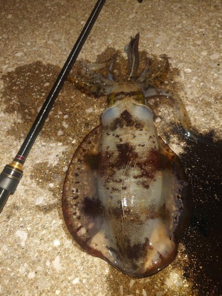 デイ＆ナイトエギングIN対馬