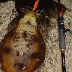 や〜まえエギングIN対馬