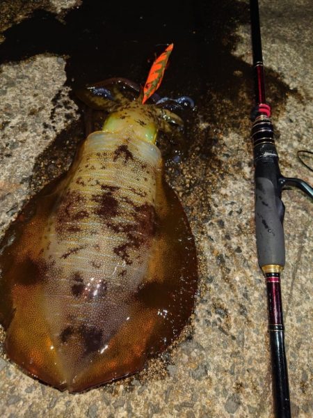 や〜まえエギングIN対馬