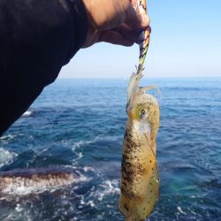 朝マズメエギングIN対馬