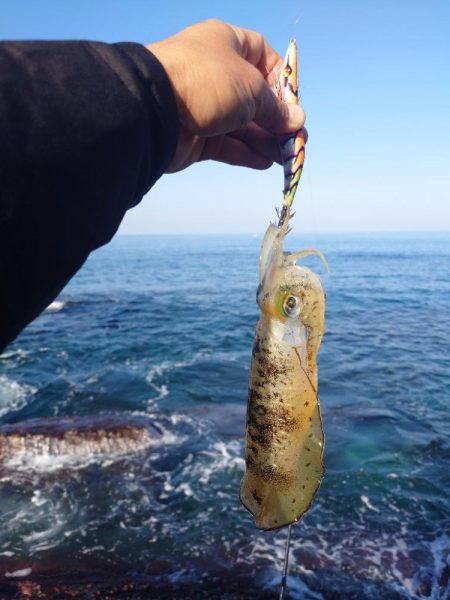 朝マズメエギングIN対馬