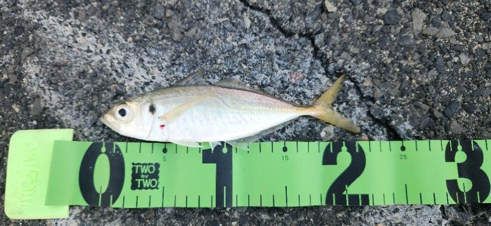 アジを探すのもアジングの一つ