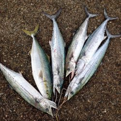 ツバスとサゴシ