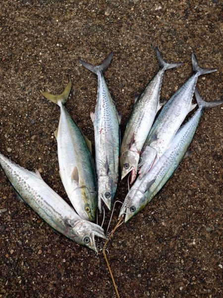 ツバスとサゴシ