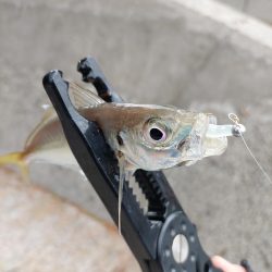 初ベイトフィネスアジング