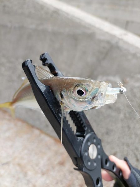 初ベイトフィネスアジング