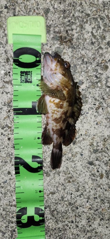 ライトフィッシングは幅広く楽しめる