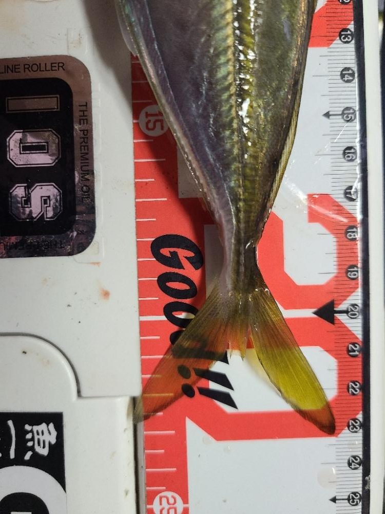 極寒⛄爆風アジング