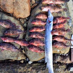 ロックフイッシュ＆シーバス