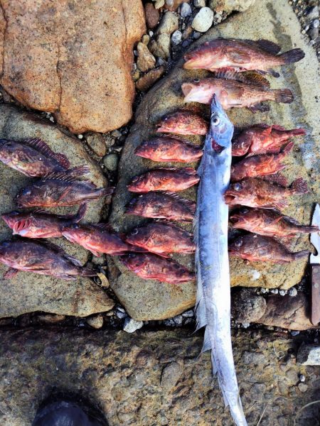 ロックフイッシュ＆シーバス