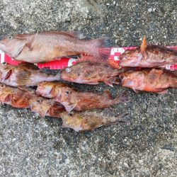 コブダイ釣りと五目釣り