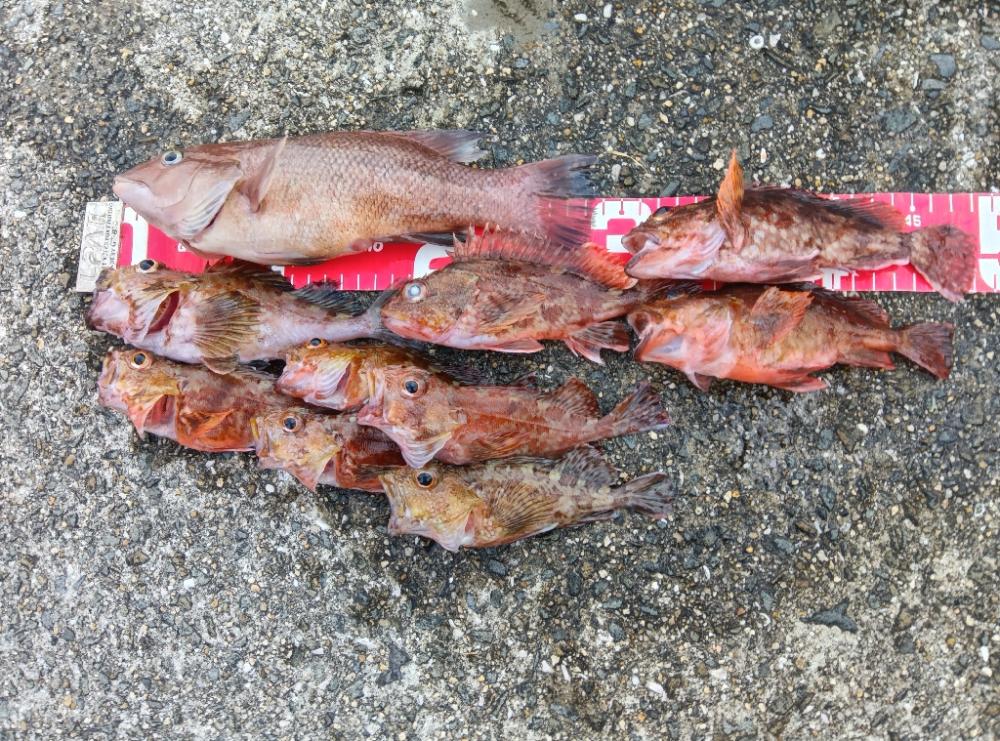 コブダイ釣りと五目釣り