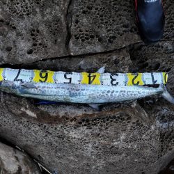 青物＆シーバス