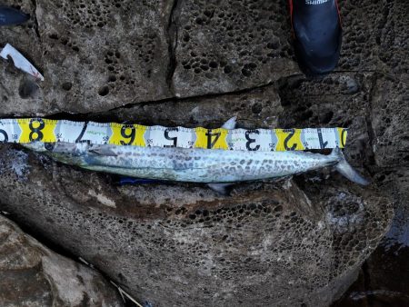 青物＆シーバス