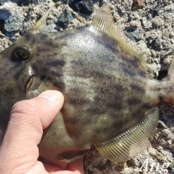 潮が動かず大苦戦