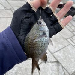 翼港でグレを狙った