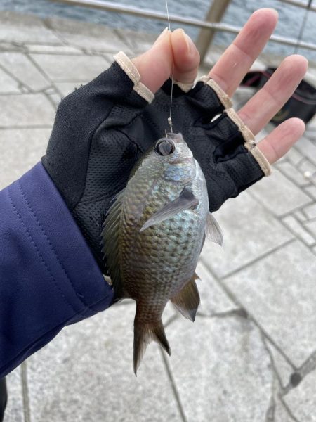 翼港でグレを狙った