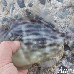 姫路のカワハギ、まだいける。