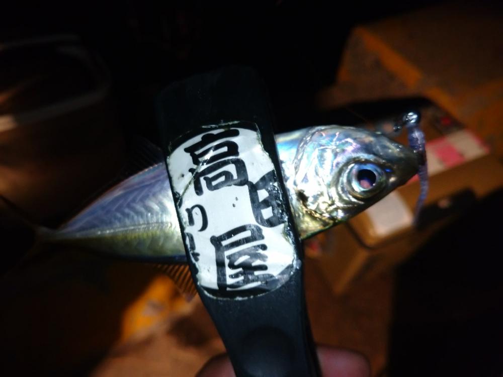 近所でアジング