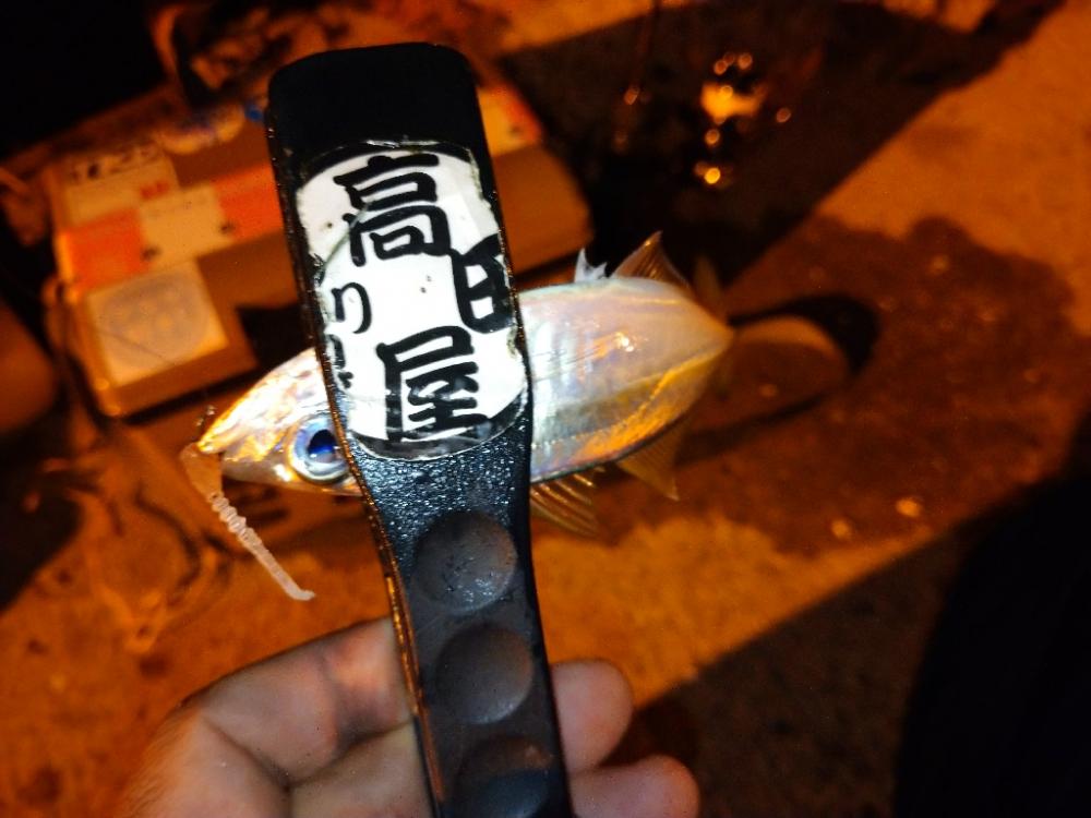 今夜のアジング