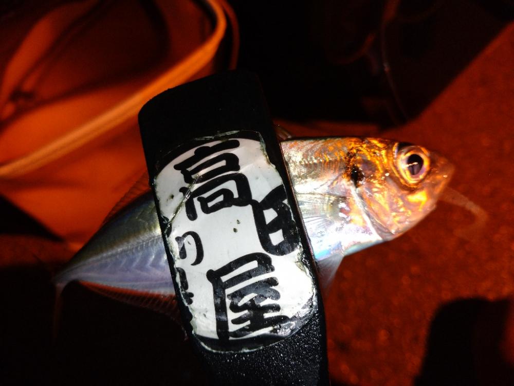 雨上がりアジング