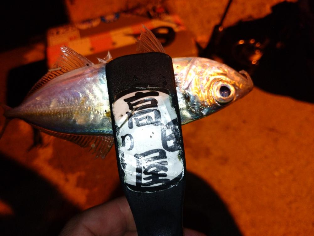 今夜のアジング