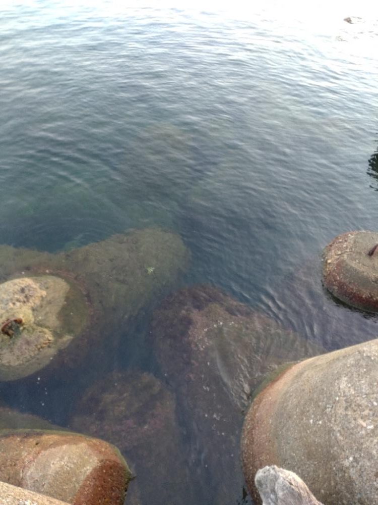 アオリイカ２杯！