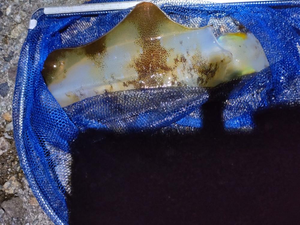 アオリイカ１杯！