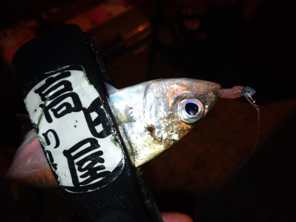 今夜のアジング