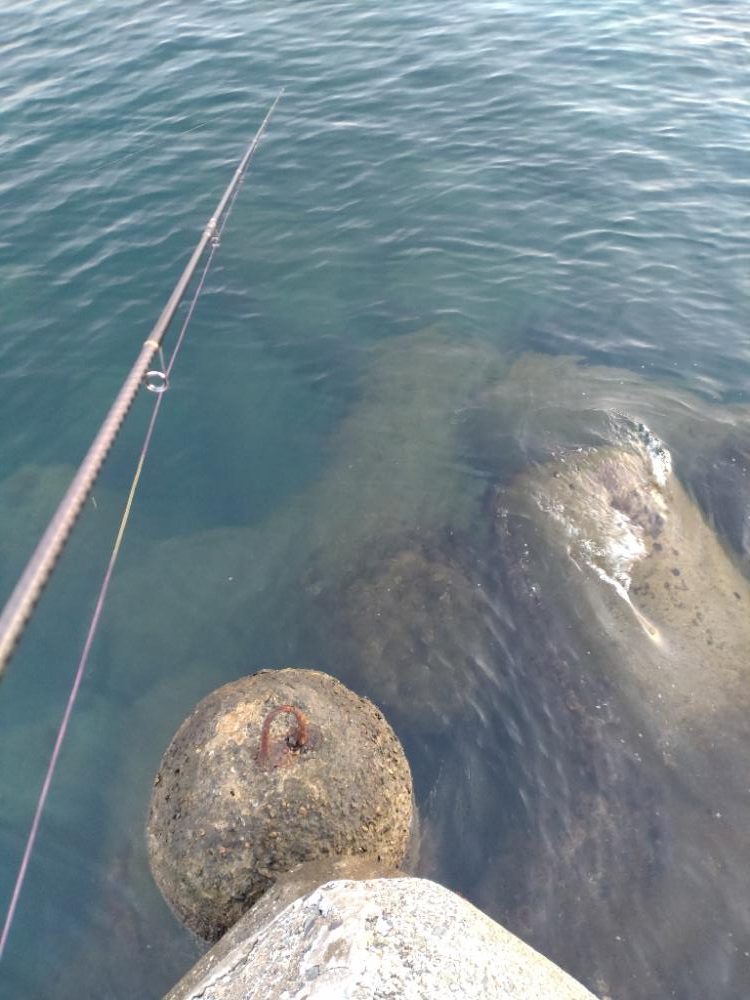 アオリイカ3杯＋２杯！