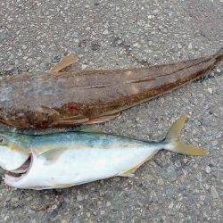 ロクマルマゴチ