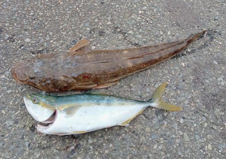 ロクマルマゴチ