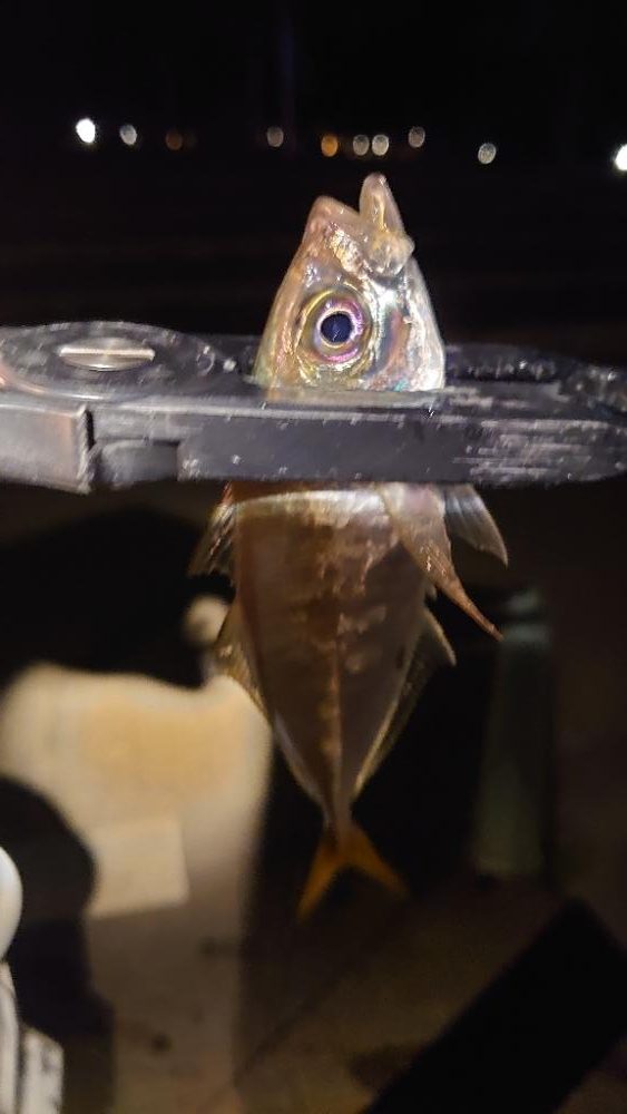 おぉ~渋いんかぁー