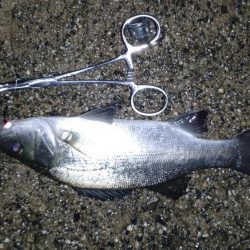 土砂降り五目釣り