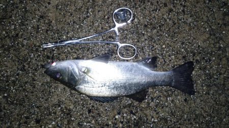 土砂降り五目釣り