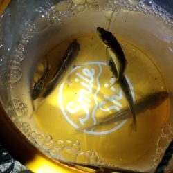 コモノ釣り楽し