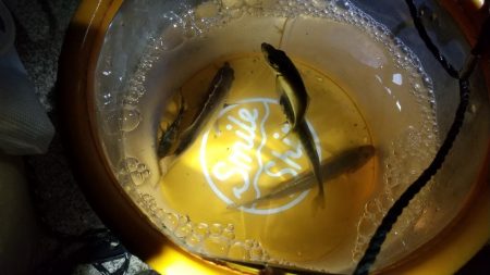 コモノ釣り楽し